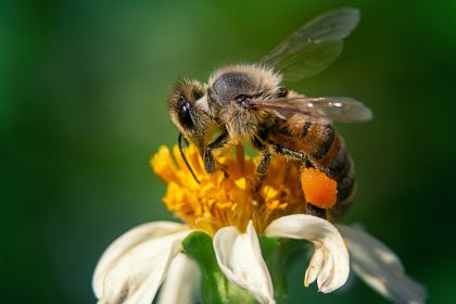 ape regina: La storia delle api