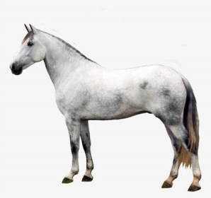 Cavallo Andaluso