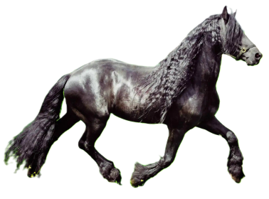 Cavallo Frisone Orientale