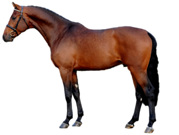 Cavallo Holstein