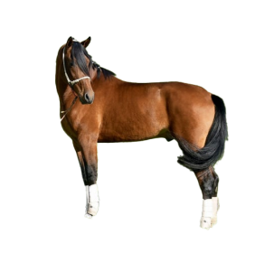 Cavallo Ispano Arabo