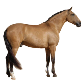 Cavallo Lusitano