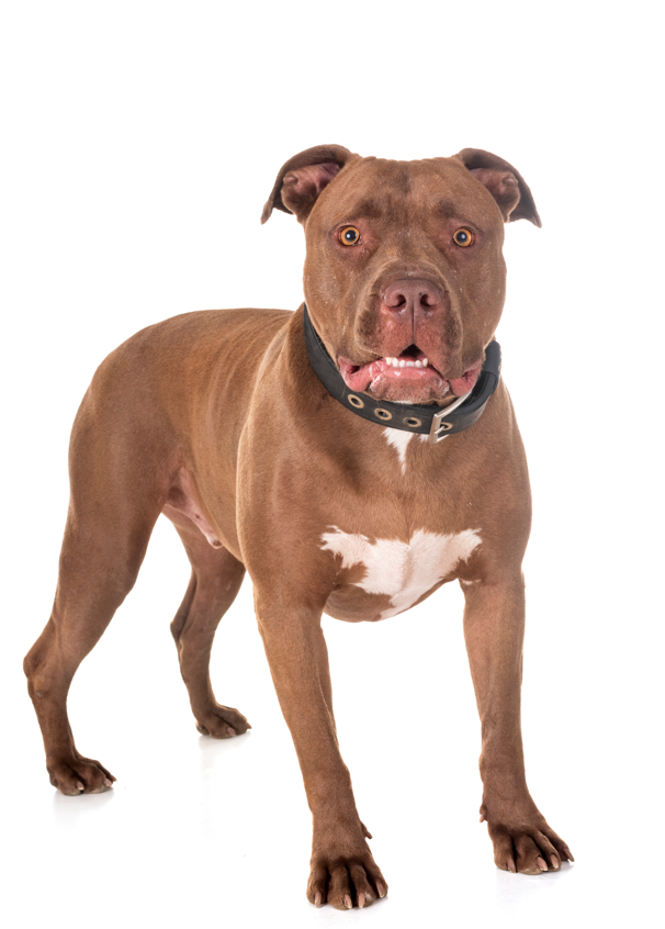 American Pitbull Terrier: storia, aspetto, carattere, cura e prezzo