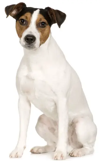 Parson Russell Terrier: storia, aspetto, carattere, cura e prezzo