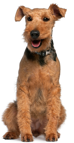Welsh Terrier: storia, aspetto, carattere, cura e prezzo 