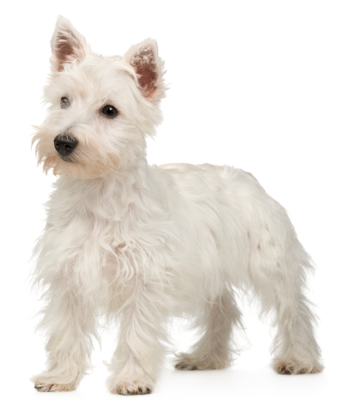 West Highland White Terrier: storia, aspetto, carattere, cura e prezzo