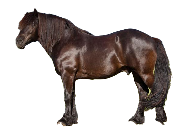 Cavallo Bardigiano: storia, aspetto, carattere, cura e cultura