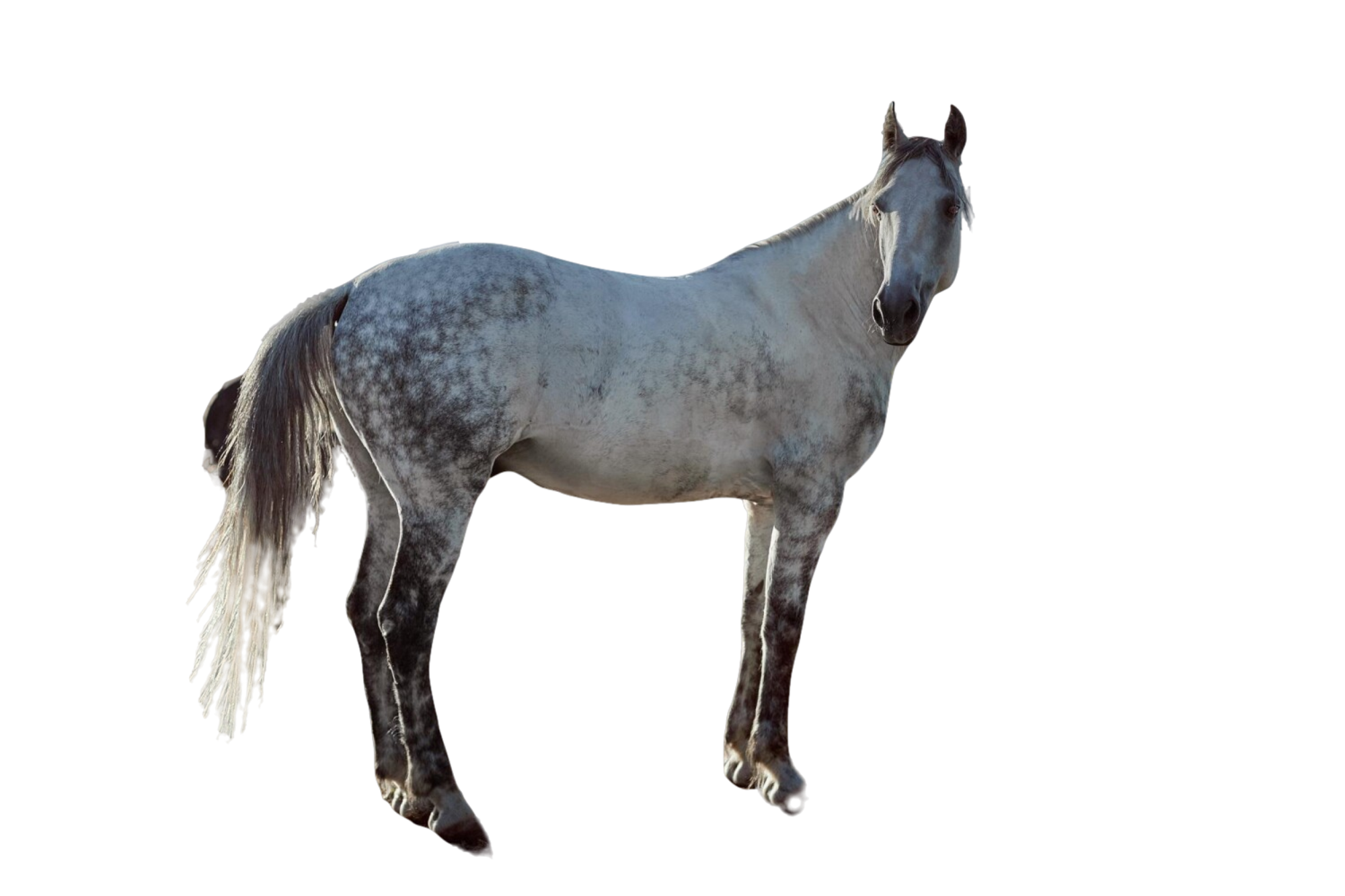 Cavallo Camargue: storia, aspetto, carattere, cura e cultura