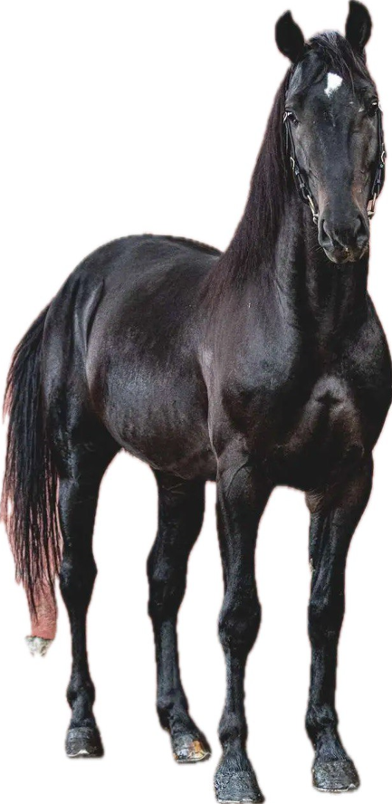Cavallo Napoletano: storia, aspetto, carattere, cura e cultura