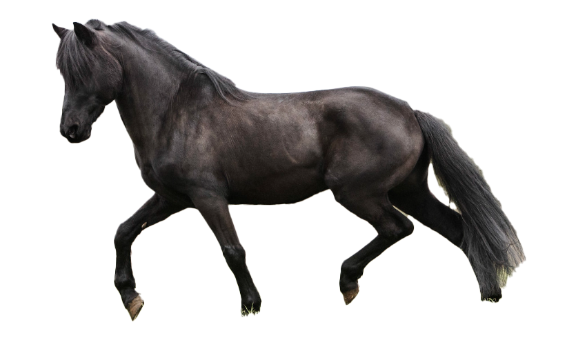 Pony di Esperia: storia, aspetto, carattere, cura e cultura
