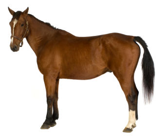 Cavallo Olandese