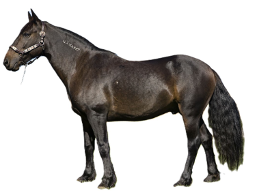 Cavallo Mustang