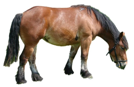 Cavallo Ardennese
