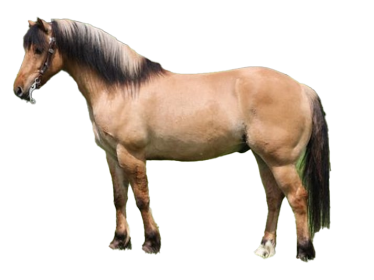 Cavallo Quarter Horse