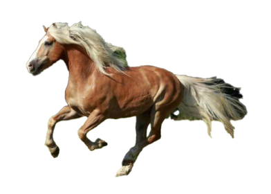 Cavallo Avelignese