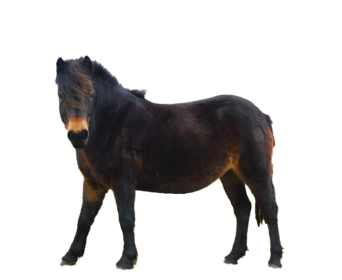 Pony exmoor