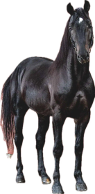 Cavallo Napoletano