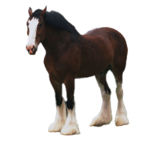 Cavallo Clydesdale
