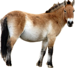 Cavallo Mongolo