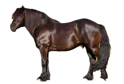 Cavallo Bardigiano