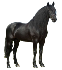 Cavallo Murgese