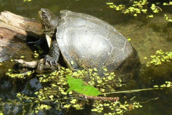 Tartaruga palustre