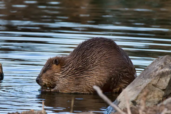 Castoro nordamericano