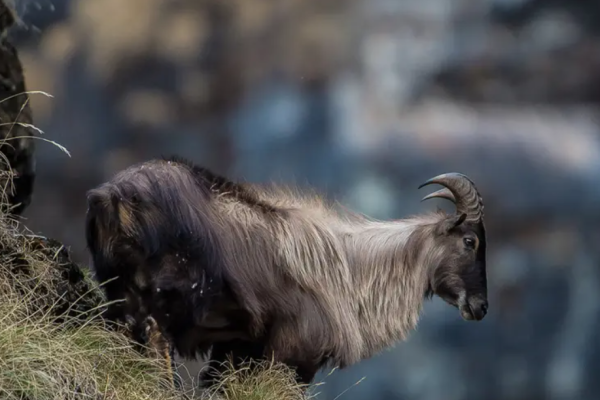 Tahr dell’Himalaya