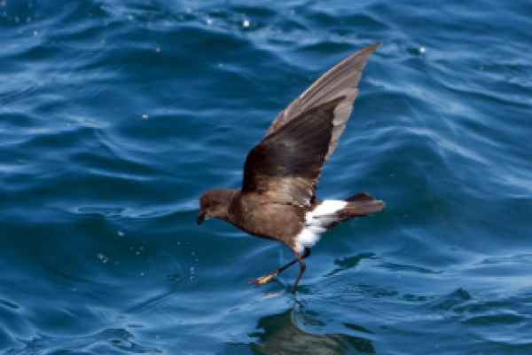 Petrello delle tempeste