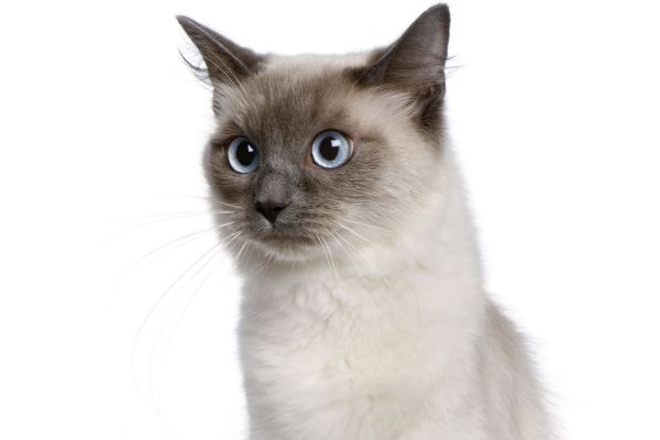 Gatto Ragdoll