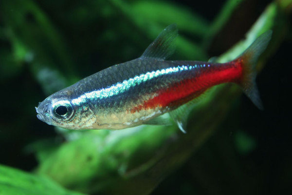 Tetra neon