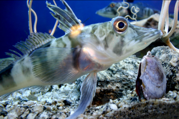 Pesce ghiaccio