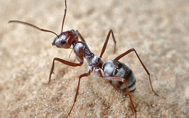 Formica d’argento del Sahara