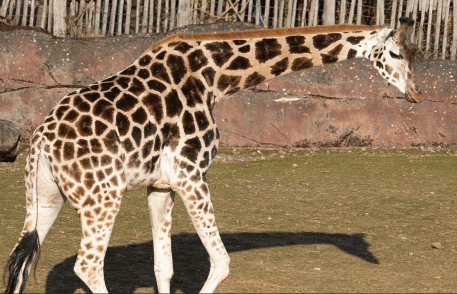 La giraffa reticolata (Giraffa Camelopardalis Reticulata)