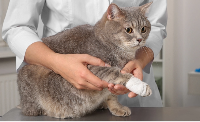 Tipi di bendaggi per ferite gatti