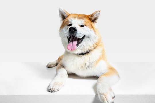 akita inu young dog is posing cute white braun doggy pet is lying looking happy isolated white background studio photoshot negative space insert your text image front view 1