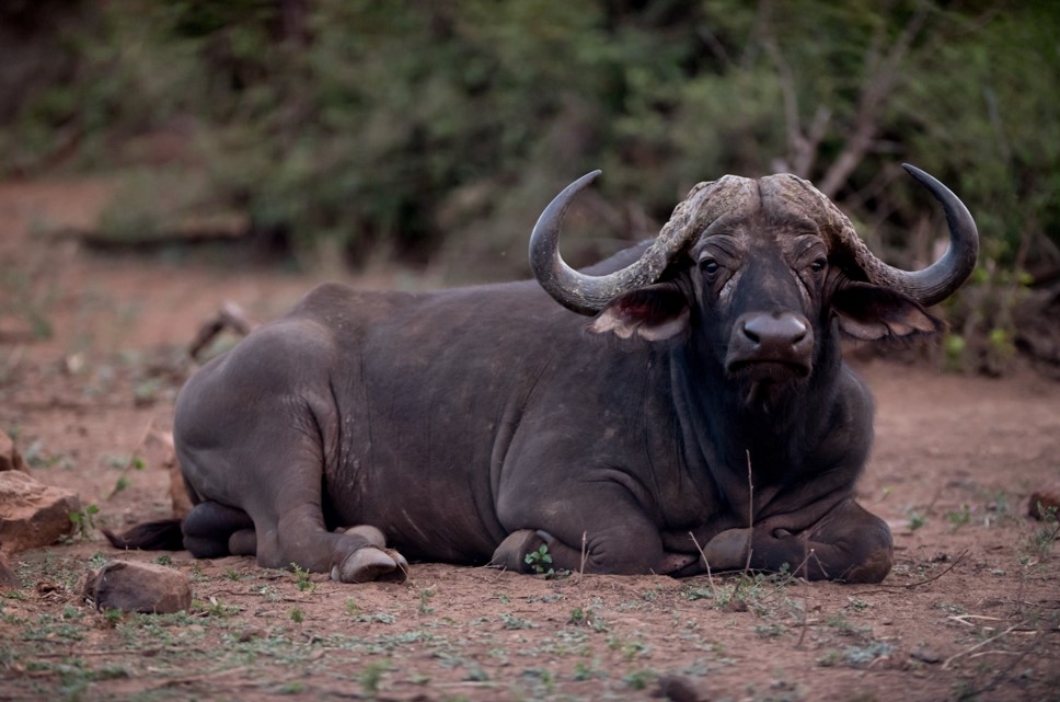 Bufalo Africano