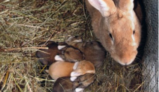Coniglio: una gravidanza inattesa