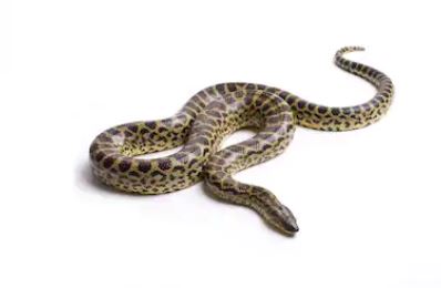 serpente boa 2