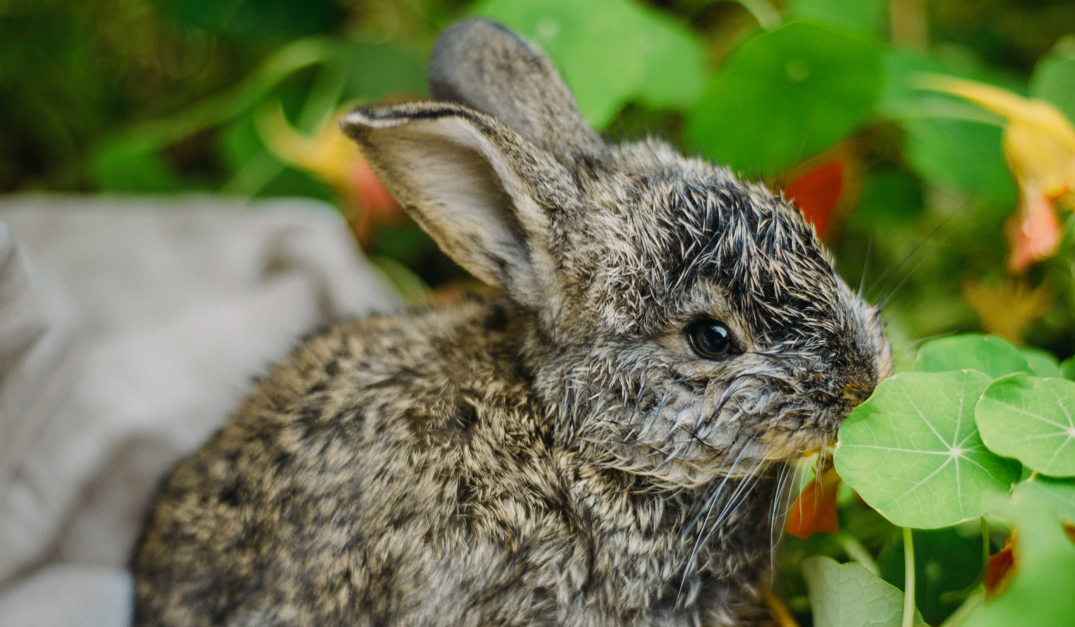 Conigli nani: tutte le razze e la loro cura