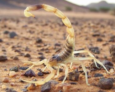 Scorpione del deserto