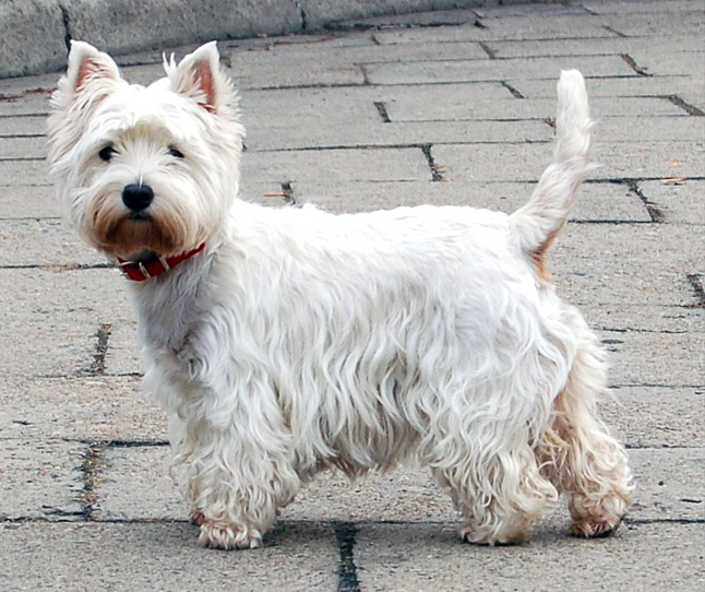 West Highland White Terrier1