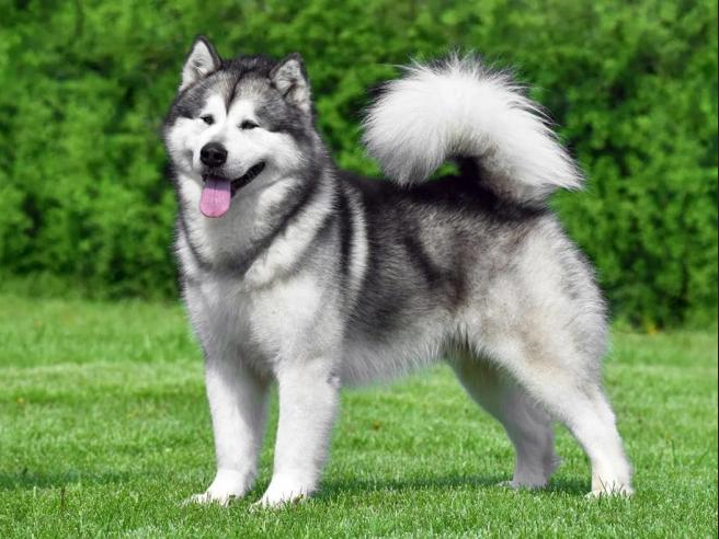 alaskan malamute1