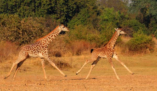 Il comportamento motorio della giraffa
