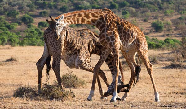 Il sistema gerarchico nella giraffa