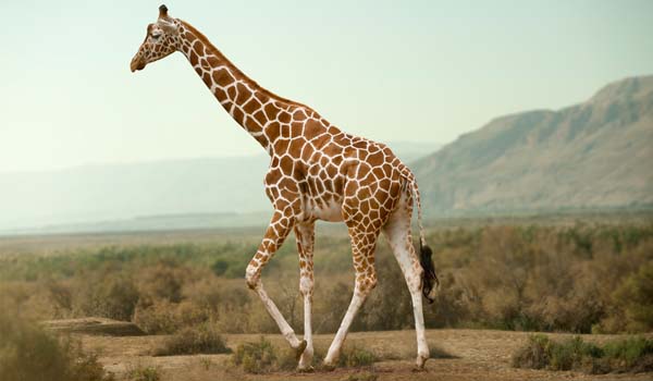 Le caratteristiche fisiche delle giraffe