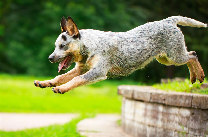 australian cattle dog1