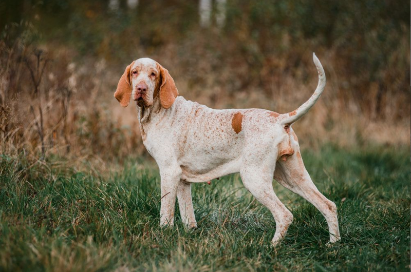 bracco italiano1