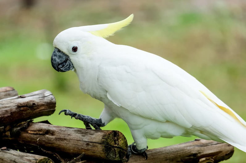 cacatua1