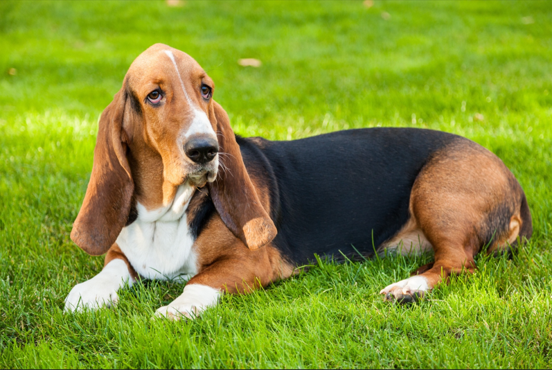 Bassethound1